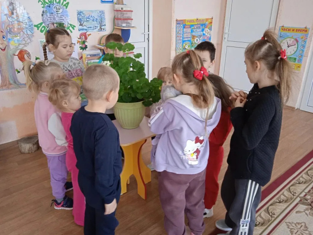 Изучаем комнатные растения